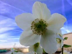 Schwarze Christrose 26 Schwarze Christrose -Günstiges Garten Zart Geschäft schwarze christrose m001640 441289 3