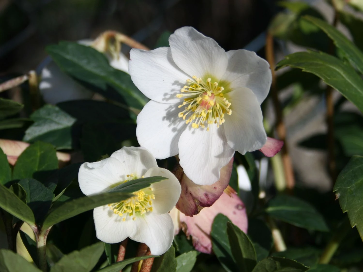 Schwarze Christrose 4 Schwarze Christrose – Bild 2