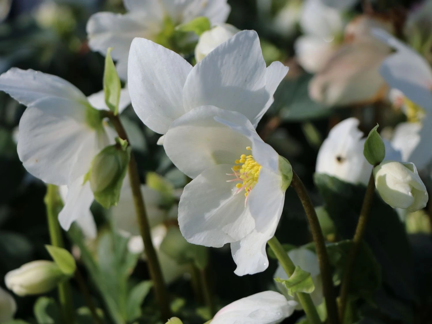 Schwarze Christrose 10 Schwarze Christrose – Bild 8