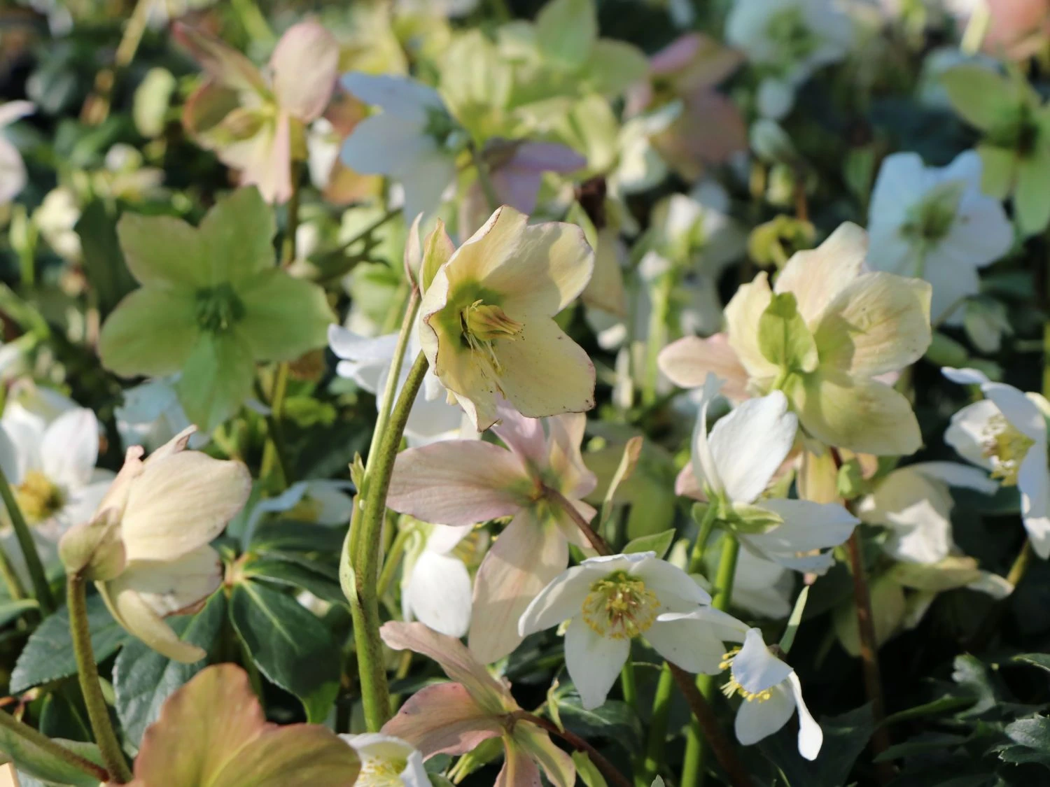 Schwarze Christrose 7 Schwarze Christrose – Bild 5