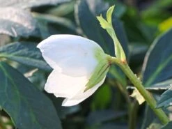 Schwarze Christrose 18 Schwarze Christrose -Günstiges Garten Zart Geschäft schwarze christrose m001640 w 4