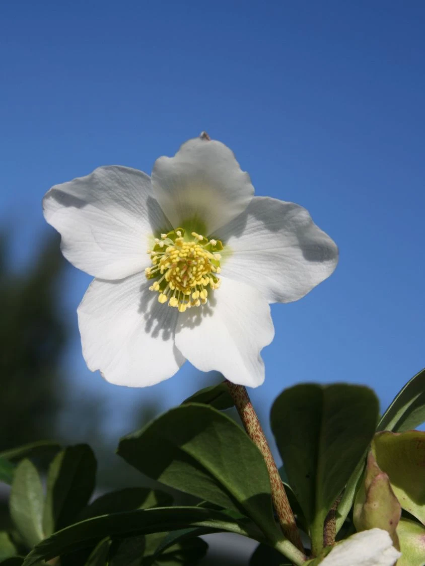 Schwarze Christrose 11 Schwarze Christrose – Bild 9