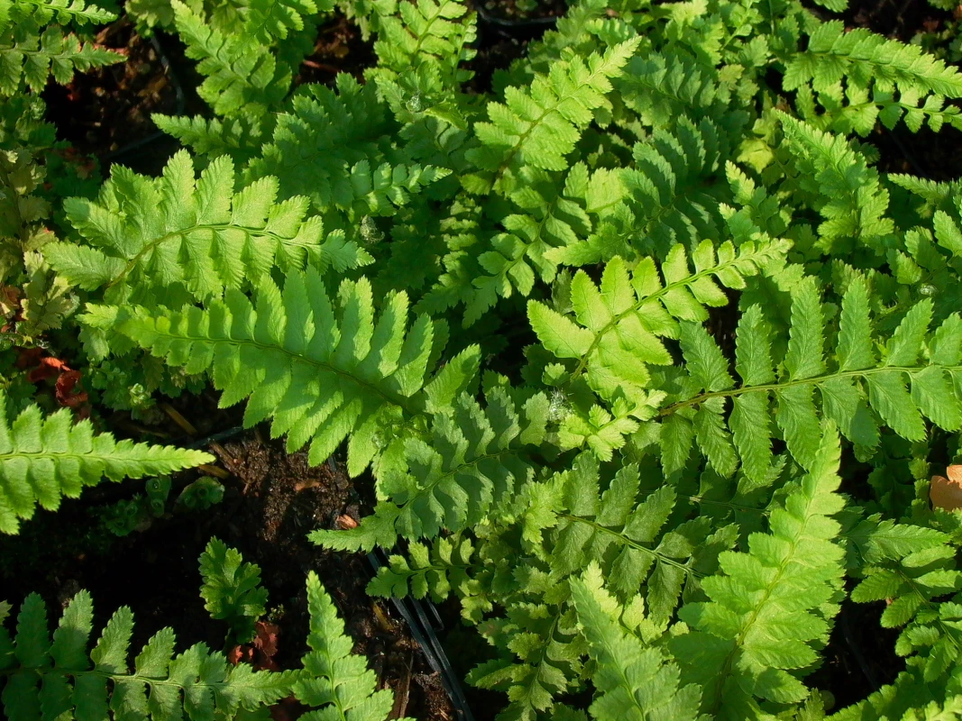 Westamerikanischer Schwertfarn 3 Westamerikanischer Schwertfarn