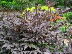 Juli-Silberkerze 'Black Negligee' -Günstiges Garten Zart Geschäft september silberkerze black negligee m087534 w 1