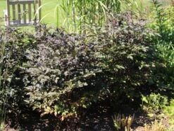 September-Silberkerze 'Pink Spike' ® -Günstiges Garten Zart Geschäft september silberkerze pink spike m074183 w 0 1