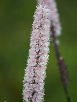 September-Silberkerze 'Pink Spike' ® -Günstiges Garten Zart Geschäft september silberkerze pink spike m074183 w 0