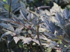 September-Silberkerze 'Pink Spike' ® -Günstiges Garten Zart Geschäft september silberkerze pink spike m074183 w 1