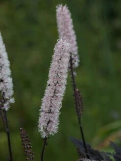 September-Silberkerze 'Pink Spike' ® -Günstiges Garten Zart Geschäft september silberkerze pink spike m074183 w 4