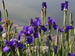 Bartlose Schwertlilie 'Silver Edge' -Günstiges Garten Zart Geschäft sibirische schwertlilie silver edge m059287 w 0