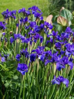 Bartlose Schwertlilie 'Silver Edge' -Günstiges Garten Zart Geschäft sibirische schwertlilie silver edge m059287 w 1