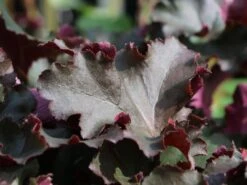 Silberglöckchen 'Chocolate Ruffles' -Günstiges Garten Zart Geschäft silbergloeckchen chocolate ruffles m045500 w 1