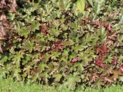 Silberglöckchen 'Chocolate Ruffles' -Günstiges Garten Zart Geschäft silbergloeckchen chocolate ruffles m045500 w 4