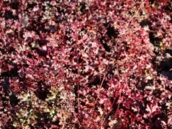 Silberglöckchen 'Melting Fire' -Günstiges Garten Zart Geschäft silbergloeckchen melting fire m058918 w 0