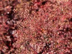 Silberglöckchen 'Melting Fire' -Günstiges Garten Zart Geschäft silbergloeckchen melting fire m058918 w 1