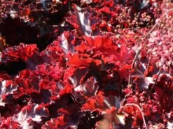 Silberglöckchen 'Melting Fire' -Günstiges Garten Zart Geschäft silbergloeckchen melting fire m058918 w 2