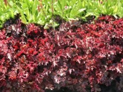 Silberglöckchen 'Melting Fire' -Günstiges Garten Zart Geschäft silbergloeckchen melting fire m058918 w 3