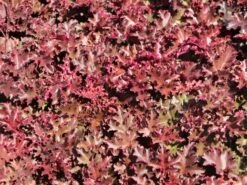 Silberglöckchen 'Melting Fire' -Günstiges Garten Zart Geschäft silbergloeckchen melting fire m058918 w 4