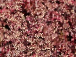 Silberglöckchen 'Melting Fire' -Günstiges Garten Zart Geschäft silbergloeckchen melting fire m058918 w 5