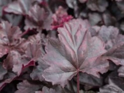 Silberglöckchen 'Obsidian' -Günstiges Garten Zart Geschäft silbergloeckchen obsidian m062260 w 0 1