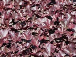 Silberglöckchen 'Obsidian' -Günstiges Garten Zart Geschäft silbergloeckchen obsidian m062260 w 0