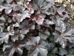 Silberglöckchen 'Obsidian' -Günstiges Garten Zart Geschäft silbergloeckchen obsidian m062260 w 2