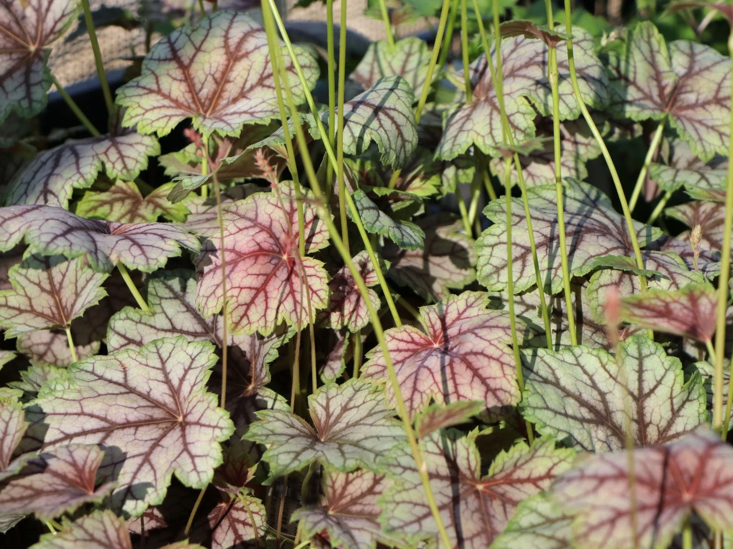 Silberglöckchen 'Venus' 3 Silberglöckchen 'Venus'