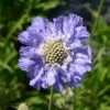 Witwenblume / Skabiose 'Stäfa' -Günstiges Garten Zart Geschäft skabiose staefa m009164 h 0