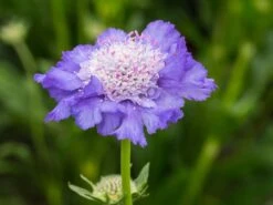 Witwenblume / Skabiose 'Stäfa' -Günstiges Garten Zart Geschäft skabiose staefa m009164 w 0