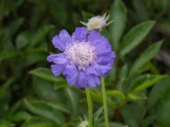 Witwenblume / Skabiose 'Stäfa' -Günstiges Garten Zart Geschäft skabiose staefa m009164 w 1