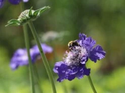 Witwenblume / Skabiose 'Stäfa' -Günstiges Garten Zart Geschäft skabiose staefa m009164 w 3