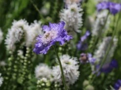 Witwenblume / Skabiose 'Stäfa' -Günstiges Garten Zart Geschäft skabiose staefa m009164 w 4