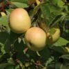 Sommerapfel 'Helios' -Günstiges Garten Zart Geschäft sommerapfel helios m004858 h 0