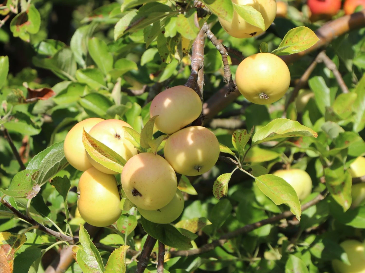 Günstiges Garten Zart Geschäft -Günstiges Garten Zart Geschäft sommerapfel helios m004858 w 0