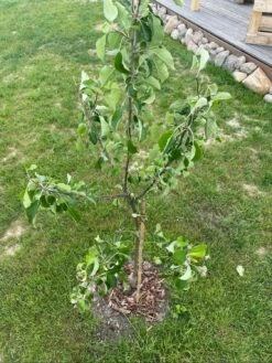 Sommerapfel 'James Grieve' -Günstiges Garten Zart Geschäft sommerapfel james grieve m000558 1344516 0