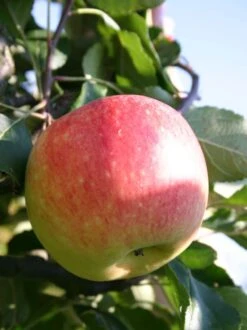 Sommerapfel 'James Grieve' -Günstiges Garten Zart Geschäft sommerapfel james grieve m000558 w 0