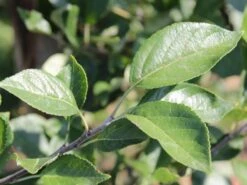 Sommerapfel 'James Grieve' -Günstiges Garten Zart Geschäft sommerapfel james grieve m000558 w 1