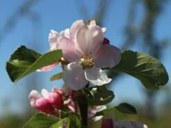 Sommerapfel 'James Grieve' -Günstiges Garten Zart Geschäft sommerapfel james grieve m000558 w 4