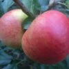 Sommerapfel 'Pfirsichroter Sommerapfel' -Günstiges Garten Zart Geschäft sommerapfel pfirsichroter sommerapfel m004902 h 0