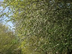 Sommerapfel 'Pfirsichroter Sommerapfel' -Günstiges Garten Zart Geschäft sommerapfel pfirsichroter sommerapfel m004902 w 0