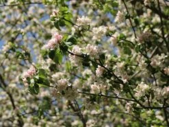 Sommerapfel 'Pfirsichroter Sommerapfel' -Günstiges Garten Zart Geschäft sommerapfel pfirsichroter sommerapfel m004902 w 3