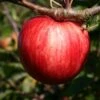 Sommerapfel 'Piros'
