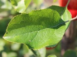 Sommerapfel 'Piros' -Günstiges Garten Zart Geschäft sommerapfel piros m006558 w 1