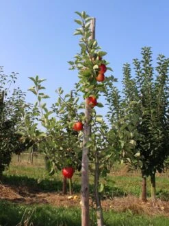 Sommerapfel 'Piros' -Günstiges Garten Zart Geschäft sommerapfel piros m006558 w 3