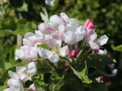 Sommerapfel 'Piros' -Günstiges Garten Zart Geschäft sommerapfel piros m006558 w 4