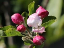 Sommerapfel 'Piros' -Günstiges Garten Zart Geschäft sommerapfel piros m006558 w 5