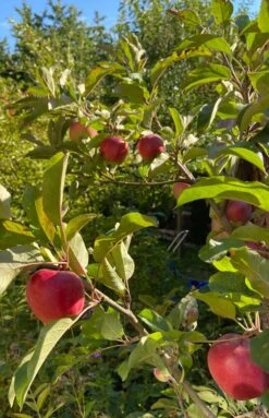 Sommerapfel 'Roter James Grieve' / 'Rubin' -Günstiges Garten Zart Geschäft sommerapfel roter james grieve rubin m004928 872382 0
