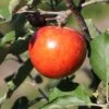 Sommerapfel 'Roter James Grieve' / 'Rubin' -Günstiges Garten Zart Geschäft sommerapfel roter james grieve rubin m004928 h 0