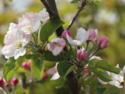 Sommerapfel 'Roter James Grieve' / 'Rubin' -Günstiges Garten Zart Geschäft sommerapfel roter james grieve rubin m004928 w 2