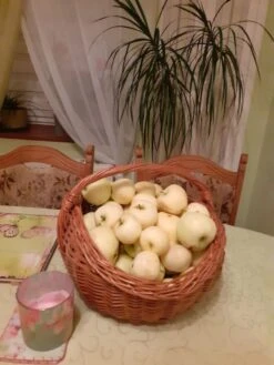 Sommerapfel 'Weißer Klarapfel' -Günstiges Garten Zart Geschäft sommerapfel weisser klarapfel m002548 1168337 0