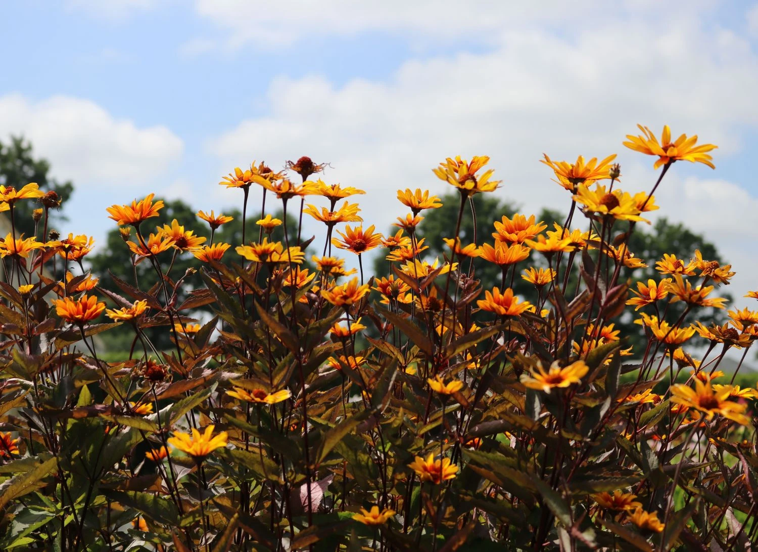 Sonnenauge 'Burning Hearts' 9 Sonnenauge 'Burning Hearts' – Bild 7